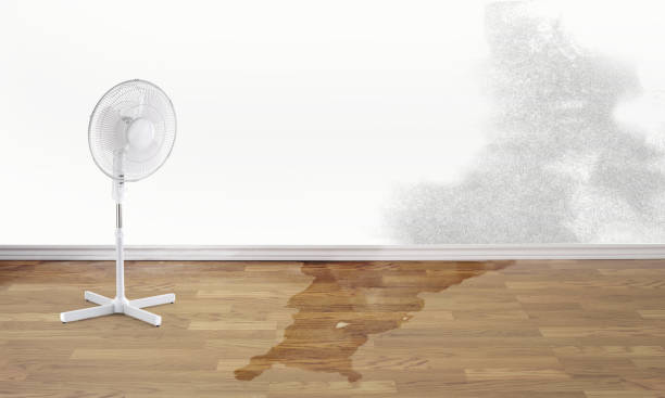 Best Flood damage cleanup  in Holly Hill, FL
