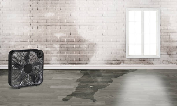 Best Sewage cleanup and water damage restoration  in Holly Hill, FL